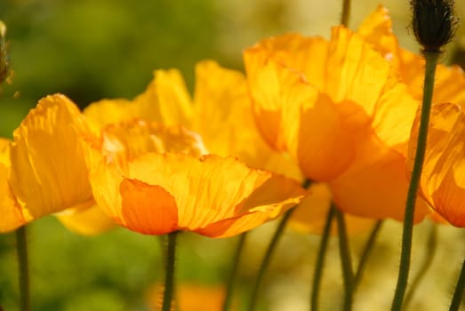 California poppy seeds