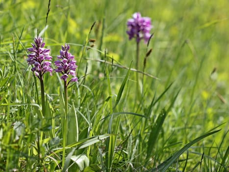 Orchis militaris