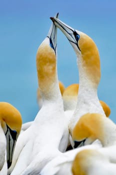 Austral gannets