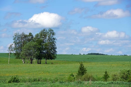 Perfect lone green tree against blue sky in a natural environment