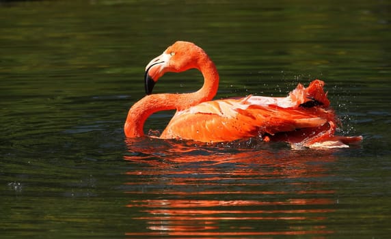Bathing fun