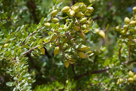 Argan nuts on Argan tree (Argania spinosa). This tree is endemic to the Sous valley in Morocco. It is cultivated for the oil (argan oil) that is found in the fruit. The oil is rich in fatty acids and is used in cooking and cosmetics. The argan tree is an endangered species and is protected by UNESCO (United Nations Educational, Scientific and Cultural Organisation).
