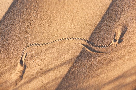 Animal track in desert sand, Sahara desert, Morocco.