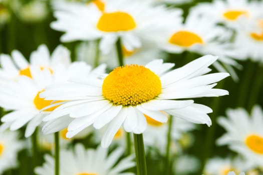 daisies,close-up of the flower in a meadow