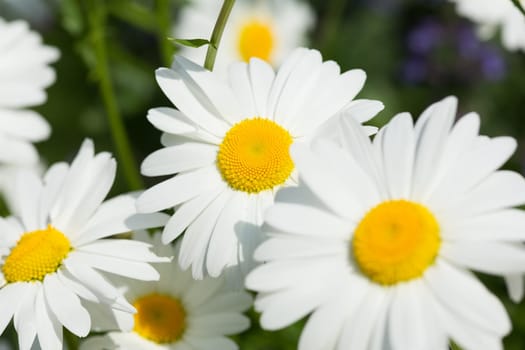 daisies,close-up of the flower in a meadow