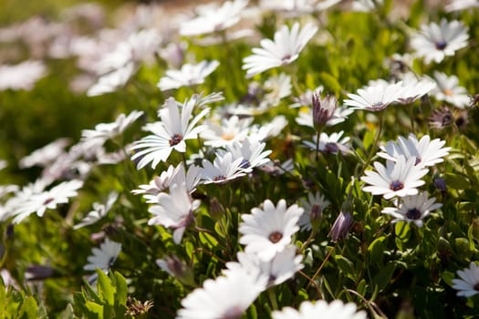 Closeup of wildflowers during springtime in Portugal
