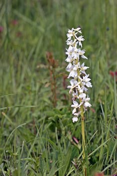 White male orchid on the Dörnberg