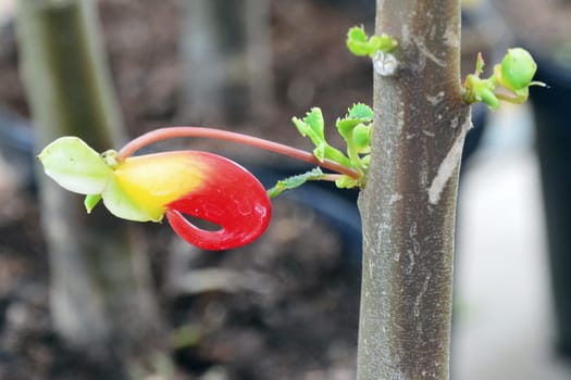 Parrot's beak flower