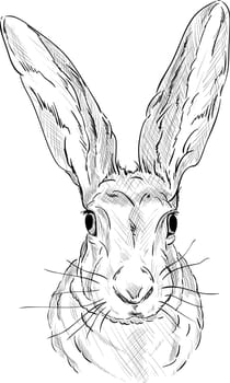 vector - Portrait of a hare - isolated on background