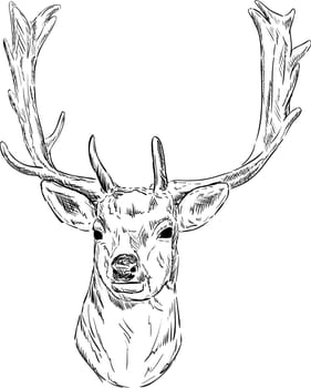 vector - portrait fallow deer isolated on background