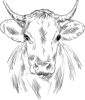vector - cow portrait isolated on background
