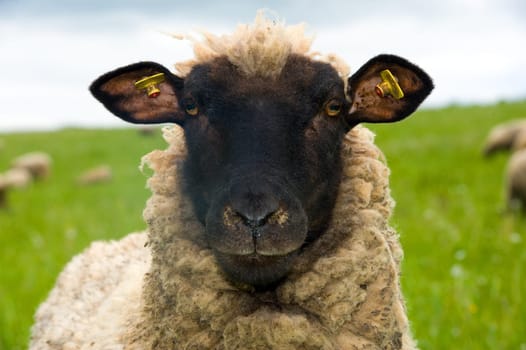 sheep