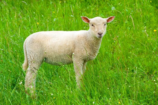 Lamb
