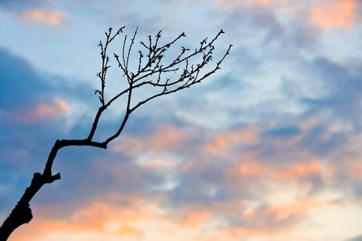 bare branch in front of evening- sky