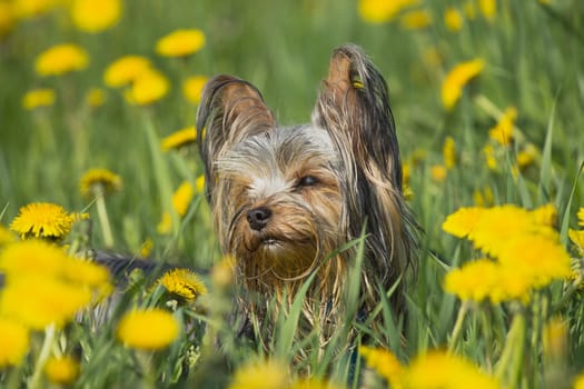 Happy yorkshire terrier in the dandelion meadow