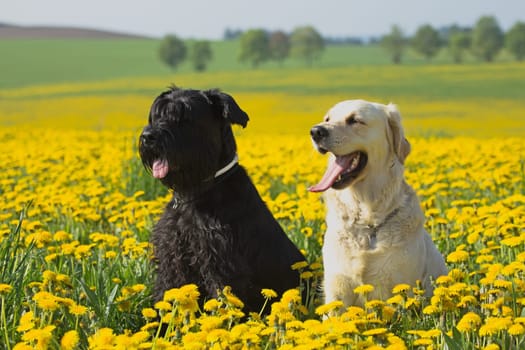 Golden Retriever and Big Black Schnauzer sitting  in flower meadow of yellow dandelions