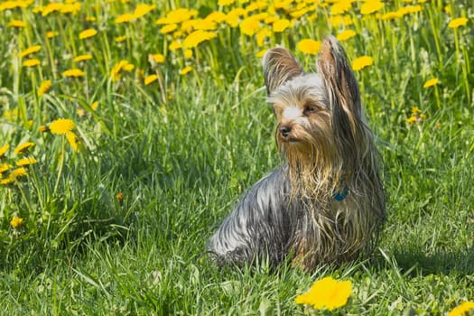 Happy yorkshire terrier in the dandelion meadow