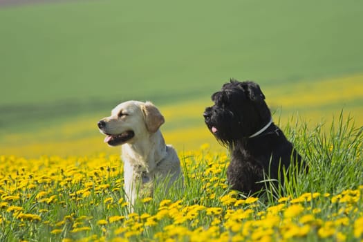 Golden Retriever and Big Black Schnauzer sitting  in flower meadow of yellow dandelions