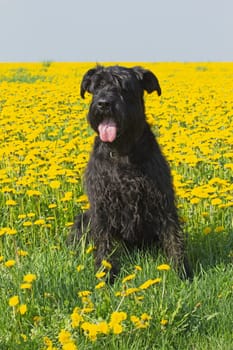 Big black schnauzer dog sitting on dandelion meadow