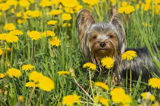 Happy yorkshire terrier in the dandelion meadow