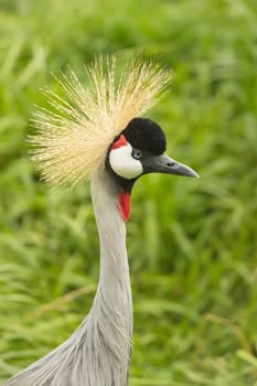 Portrait of Gray Crowned Crane (Balearica regulorum)
