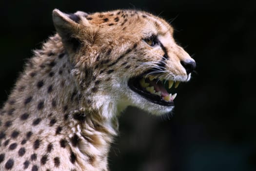 Cheetah Portrait