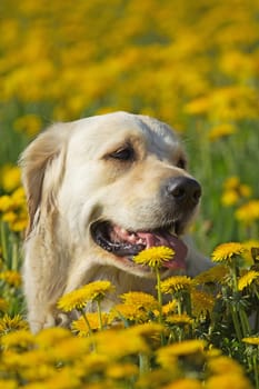 Happy Golden Retriever in flower meadow of yellow dandelions. Vertically.
