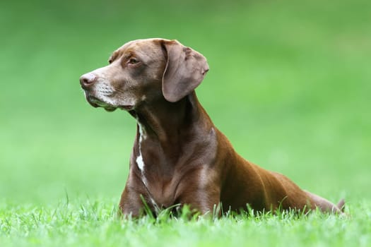 Mariechen - Weimeraner-Dalmatian Mix