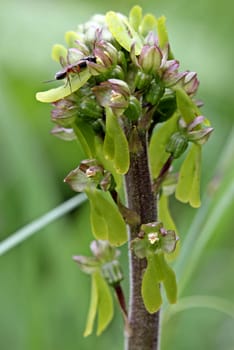 Flowering of the large two-leaf with parasitic wasp