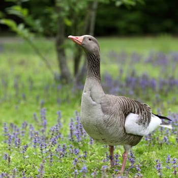 Details of a greylag goose in grass and wildflowers