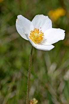 Anemone sylvestris on the Dörnberg