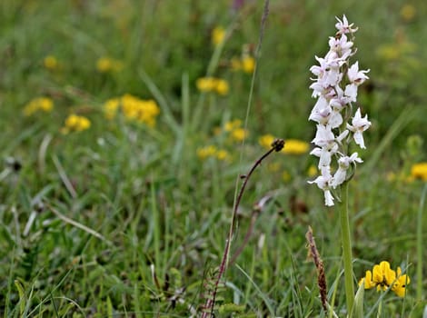 White male orchid on the Dörnberg