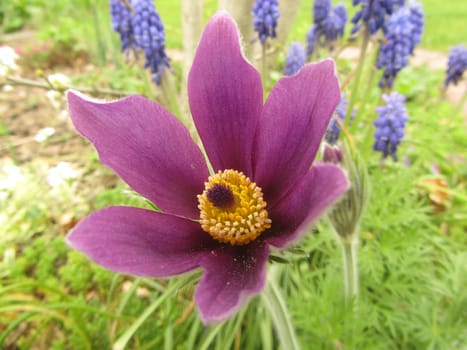 Common cow bell - Pulsatilla vulgaris