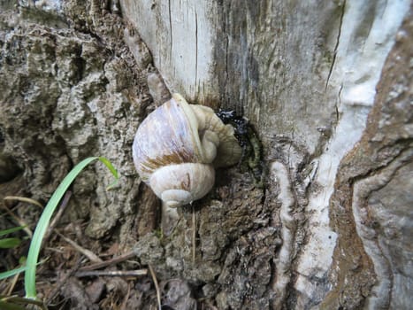Vineyard snail - Helix pomatia
