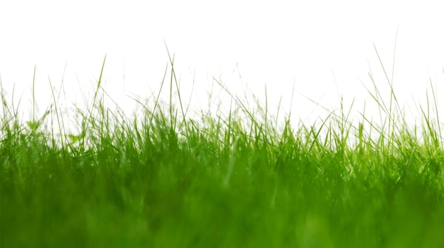 Grass against a white background
