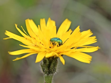 Silky drop beetle (Cryptocephalus sericeus) on hawkweed
