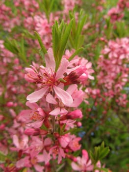 Daphne mezereum