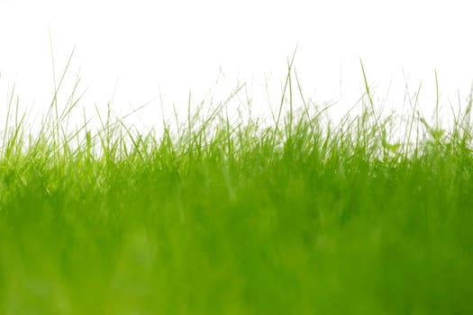Grass against a white background