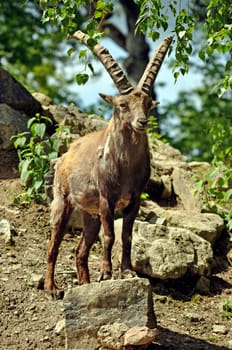 Ibex