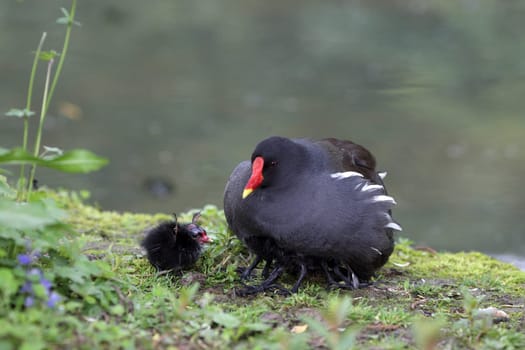 Details of a common moorhen with chick or swamp chicken. Focusing on the chick