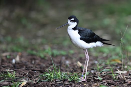Details of a black necked stilt in captivity.