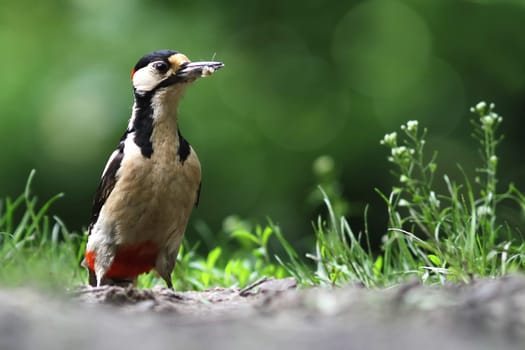 The Great Spotted Woodpecker (Dendrocopos major)