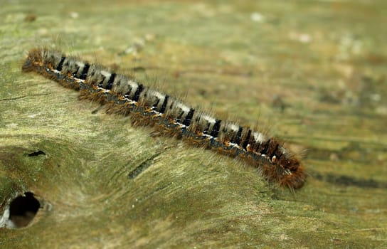 Pine processionary moth caterpillar