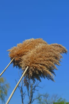 Two nice golden reed, dried from the year before against a gorgeous blue sky.