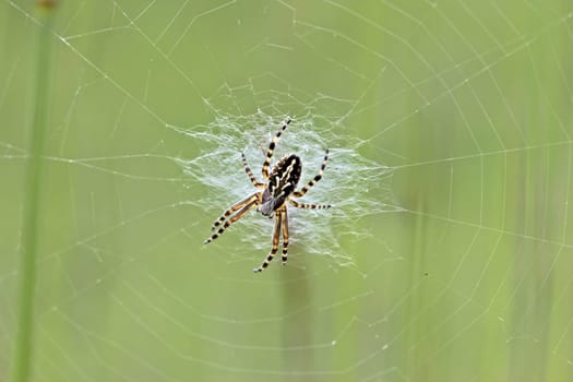 Oak leaf wheel spider (Aculepeira ceropegia) in the wheel web
