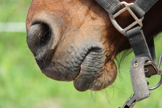 horse nose - harnessed horse being lead - close up details