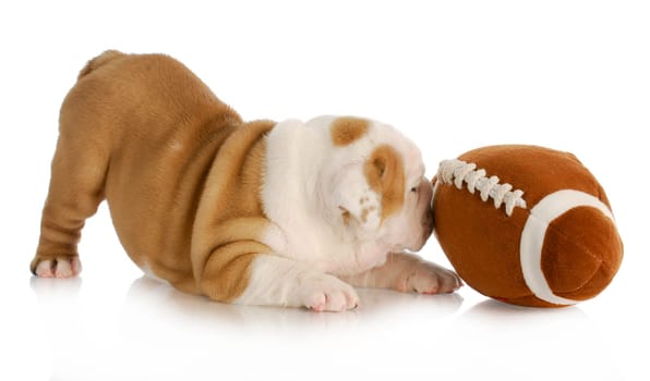 playful puppy - english bulldog puppy playing with football