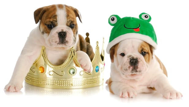 prince and the frog - english bulldog sitting in a crown with bulldog frog laying beside