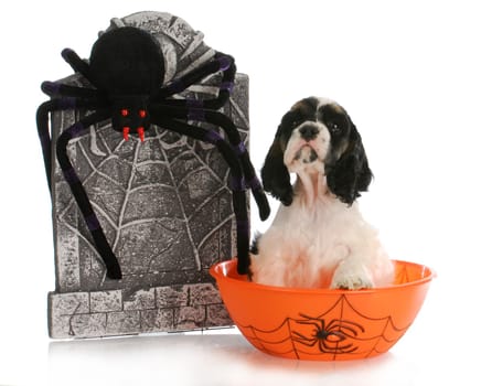 halloween puppy - cocker spaniel puppy sitting in bowl with tombstone and spider