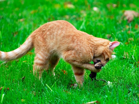 cat hunting a chipmunk in the grass